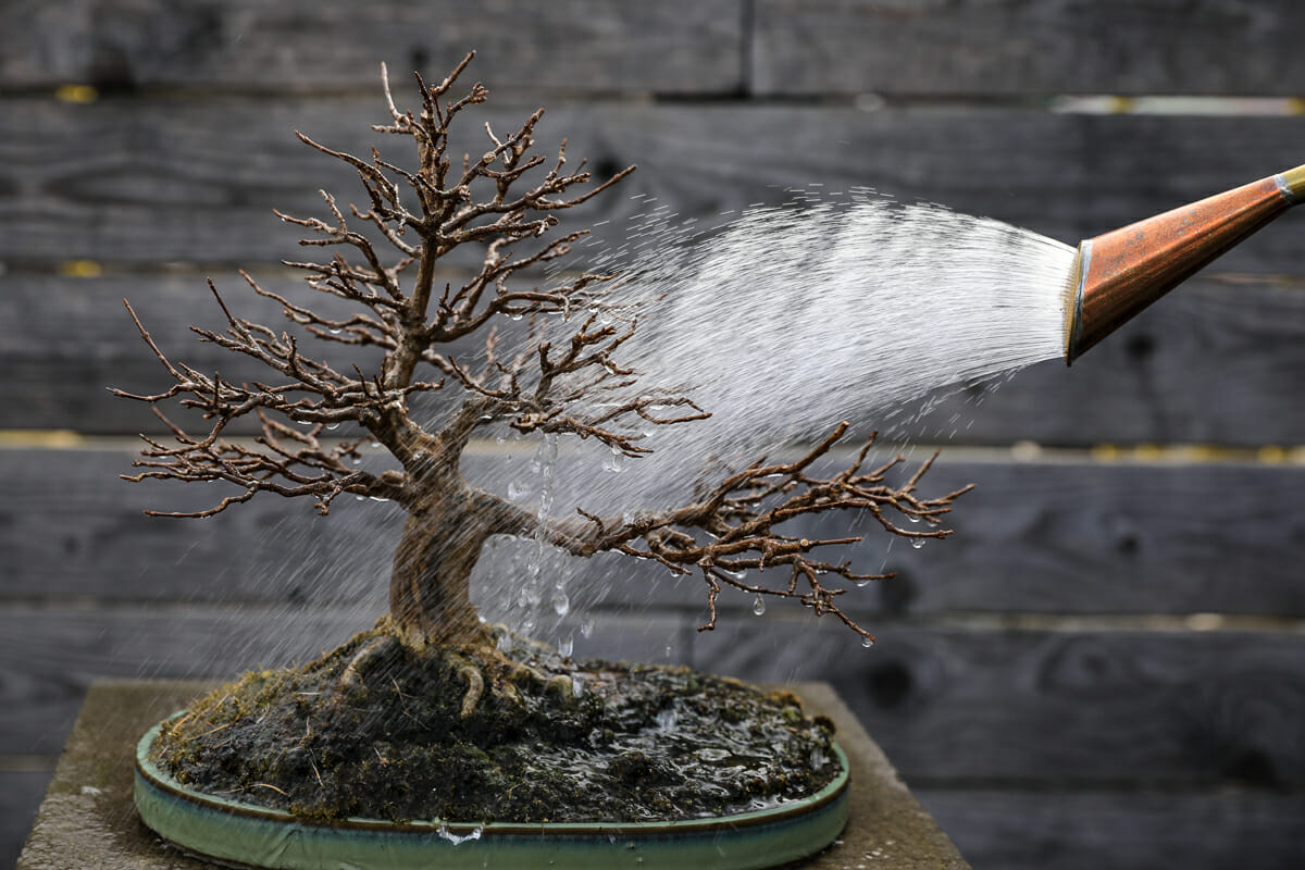 BONSAI Watering